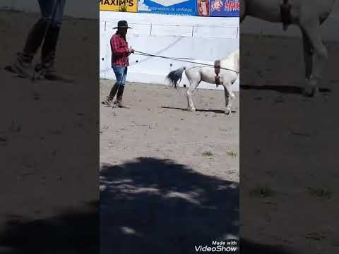 , title : 'mariscal pony apalusa  entrenado por PATRICIO RAMIREZ ECUADOR'
