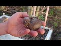 2018 Garden, Day 13: A New Yam Bed & Planting Edible Dioscorea Bulbifera