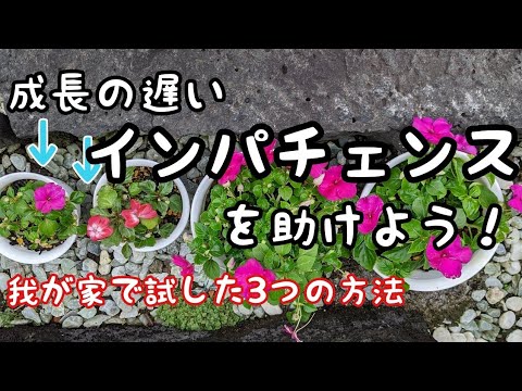 園芸 ニューギニアの焦り