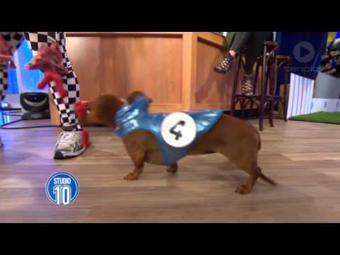Studio 10's Dachshund Dash