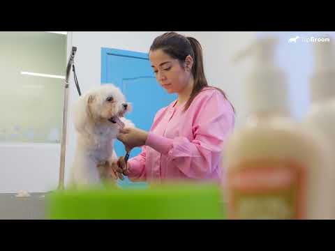 TapGroom Pet Grooming Salon Video