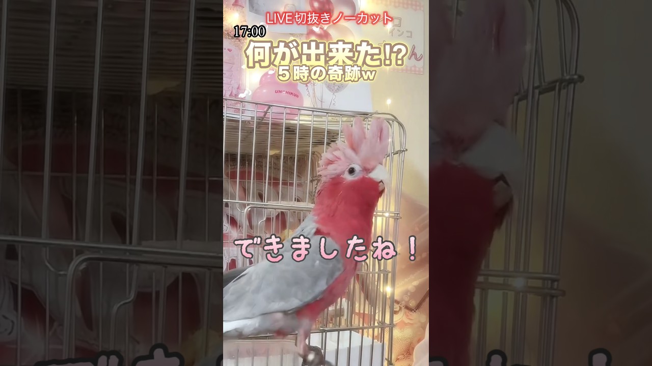 【喋る鳥】５時をお知らせして満足するインコw #喋る鳥 #インコ動画 #モモイロインコ #５時をお知らせする鳥