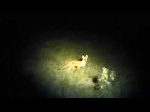 Calling a Fox with the Best Fox Call Original Fox Caller