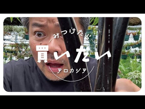 レネクローデン、ライネクローデン 植物