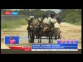 Punda Wa Kiafrika Wanazidi Kuhatarishwa Zaidi Kutokana Na Soko Linalopanuka