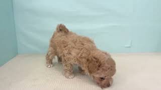 ハーフ犬の動画01