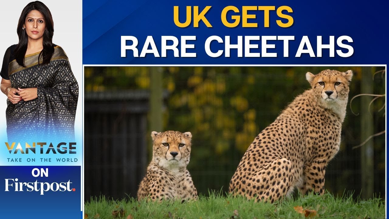 UK's Chester Zoo Welcomes Rare Northeast African Cheetah Brothers | Vantage on Firstpost | N18G