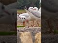 Gulls Or Colloquially Seagulls Are Seabirds Of The Family Laridae In The Suborder Lari