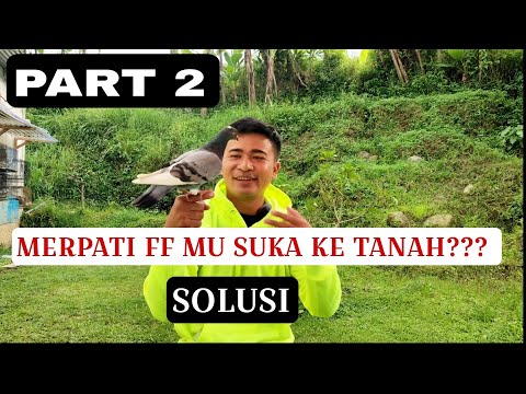 PART 2 || A COMPLETE EXPLANATION OF HOW TO OVERCOME THE ERROR OF FREEFLY PIGEONS DESCENDING TO TH...