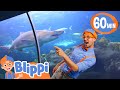 Blippi Visits An Aquarium The Florida Aquarium Fun With Blippi Blippi Educational Songs