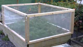 Sophie's Garden No15 Carrot Root Fly defeated!