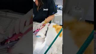 Teeth Cleaning - The Melrose Vet