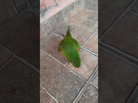 Maritaca cantando: Atirei o pau no gato 😍