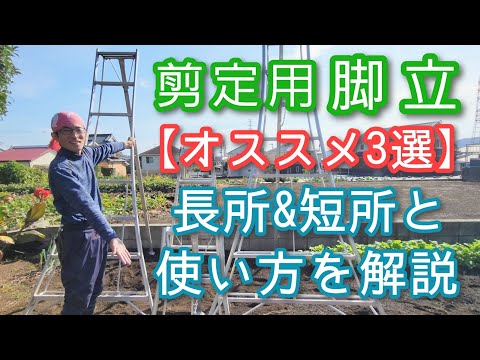  11月に剪定できる木は何ですか?なぜ、どのようにして？実践的なヒントは次のとおりです  庭園