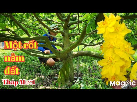 A Cường 0335253931 Mai vàng Một cốt búp măng tay cành lực tại Tháp Mười.