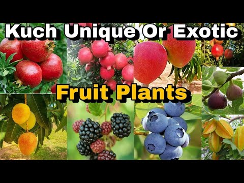 कुछ यूनिक फल आप भी खरीदे जैसे, cat fruit,ब्लैक डाइमंड अमरुद, Kg 10 जामुन //