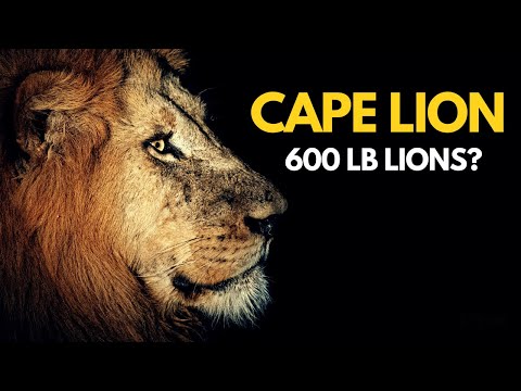 Cape Lion | 600 lb Lions?
