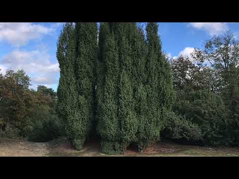 De Boshuuze Wim Kunen