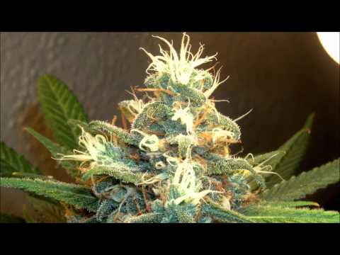 Jakes - Herb (SubFiltronik Remix) (HD)