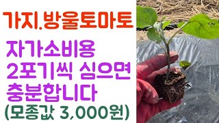 가지, 토마토???? 2포기씩만 심으면 자가소비용 됩니다???? 모종값 모두 3,000원 ???? 
