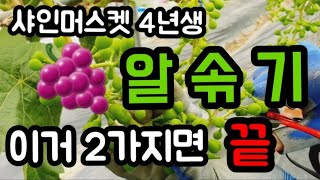 #샤인머스켓재배기술 #포도알솎기 #수정지베린알솎기알속기알솎이시설하우스