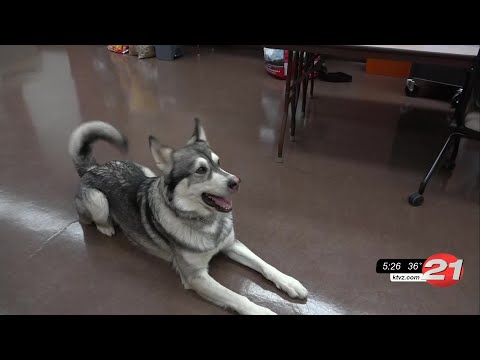 Pet Pals: Koa is a handsome Alaskan Malamute - KTVZ
