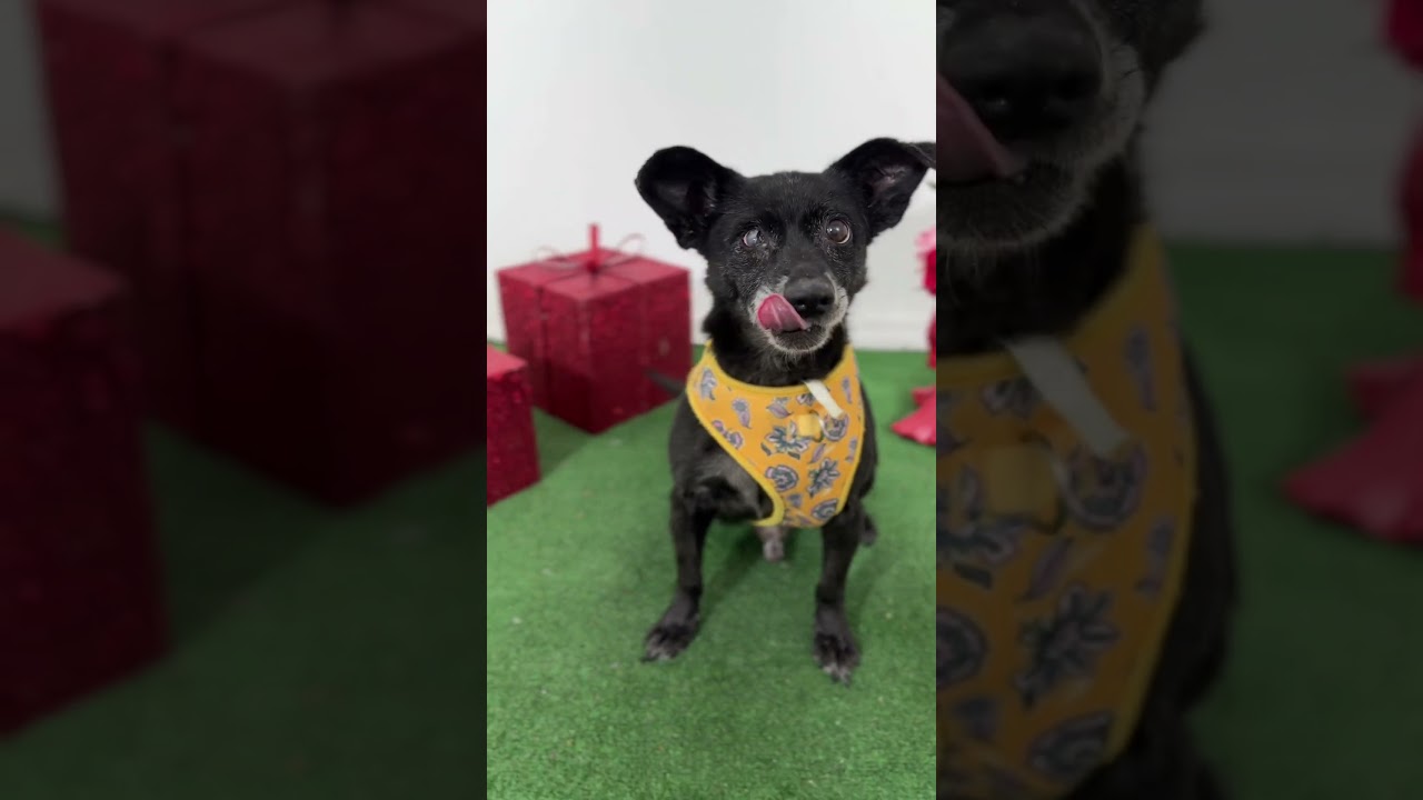 Maverick-One of our Amazing Rescue Dogs, a Adoptable mixed breed in Newport Beach, CA video 2/2