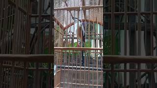 Download lagu CENDET GACOR TEMBAKAN GEREJA PETIR #cendet #cendetgacor mp3