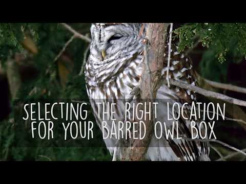 How to Choose the Right Location for Your Barred Owl Nesting Box