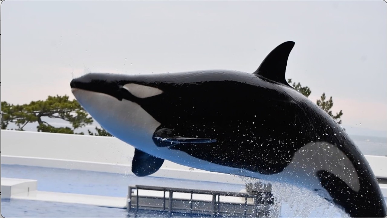 Experience the Magic: Orca Spectacle at Kobe Suma SeaWorld.