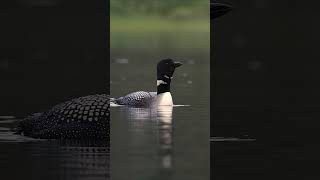 Common loon sound