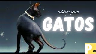 Msica para gatos -Som de animais - efeito sonoro - V1k1 - Yn4n