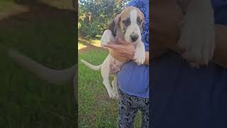 Video preview image #1 Basset Hound-Unknown Mix Puppy For Sale in Wakefield, RI, USA