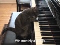 Muziekkat