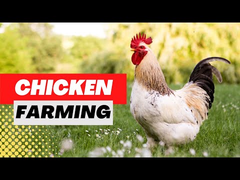 , title : 'Backyard Chicken Keeping Made Easy: Tips and Tricks for Raising Chickens'