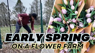 What happens in late March, early April?