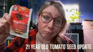 21 YEAR OLD TOMATO SEED UPDATE | Growing food in small spaces