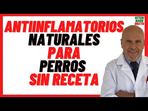 🟠 Mejor Antiinflamatorio para Perros Casero 🟠 Antiinflamatorios Naturales Para perros sin Receta