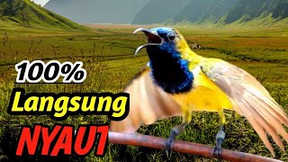 Download lagu Terapi Penguasaan Burung Sogon – Lanskap Suara Sungai Alami untuk Sang Juara mp3