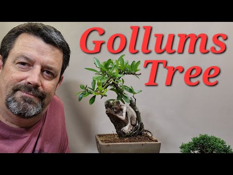 Arbeite an weiteren kleinen Bonsai