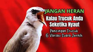 Download lagu Trucukan GACOR ngalas ROPEL PANJANG suara alam AMPUH buat pancingan jadikan trucuk Gacor GARUDA mp3