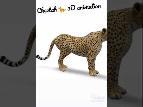 cheetah 🐆 3D animation