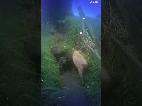 #cerdos #chanchos #granjas #agriculture #animales #ecuador #2025 #colta #travel #chimborazo #nature