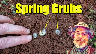 Treating Spring Lawn Grubs