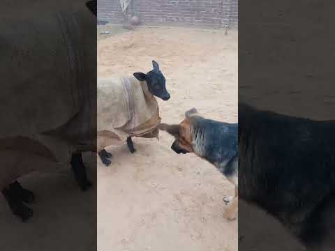 Jimmy and Kali #funny #comedy #pets #cute #dog #youtubeshorts