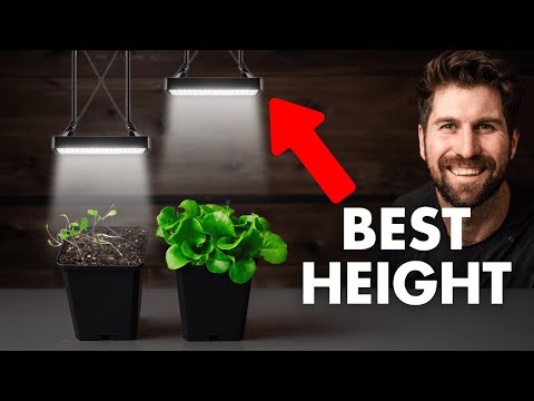6" vs 24" Away: I Tested Every Grow Light Height