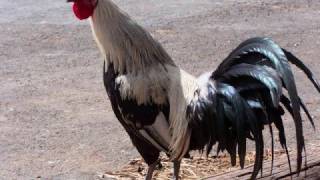 Opie & Anthony: Ant's Cock