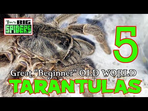 5 Great "Beginner" Old World Tarantulas