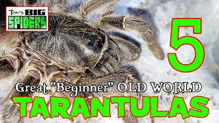 Download lagu 5 Great 'Beginner' Old World Tarantulas mp3
