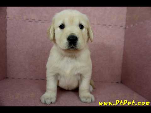 11/18黃金獵犬母幼犬1號(宜蘭冬山)